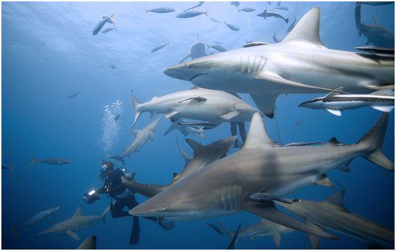 diving with sharks - durban - aliwal shoal